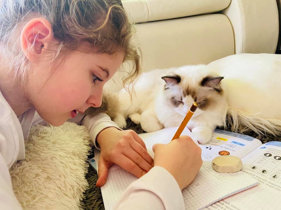 /images/Galeria/Cicák-gyerekek (Cats&Chirldren)/103065815_1148762975491395_3035890662461014783_n.jpg